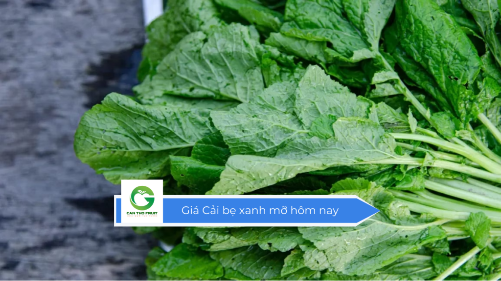 Giá cải bẹ xanh mỡ hôm nay