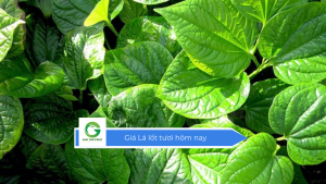 Giá lá lốt tươi hôm nay