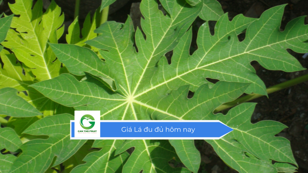 Giá lá đu đủ hôm nay