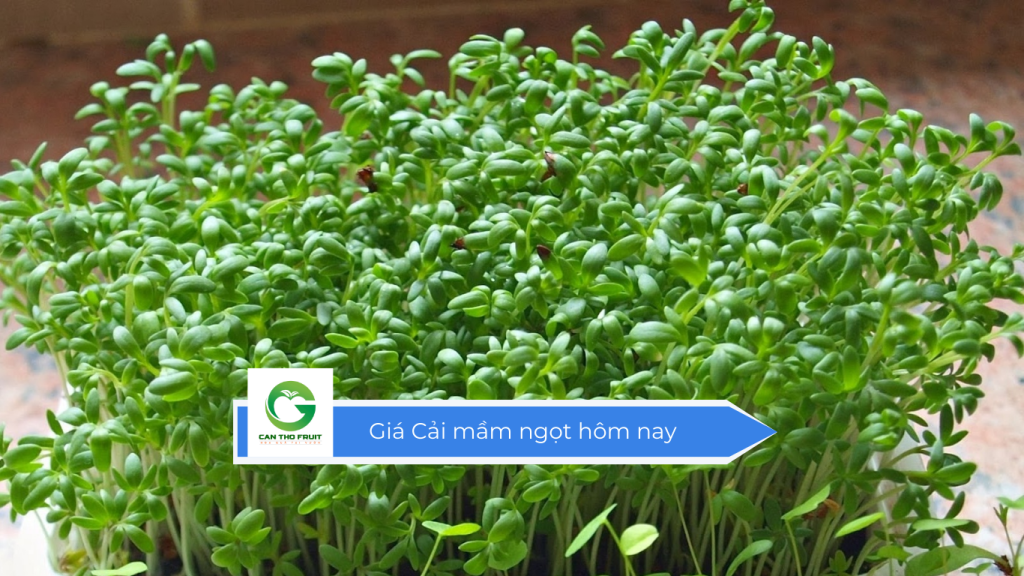 Giá cải mầm ngọt hôm nay