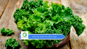 Giá cải xoăn lùn hôm nay
