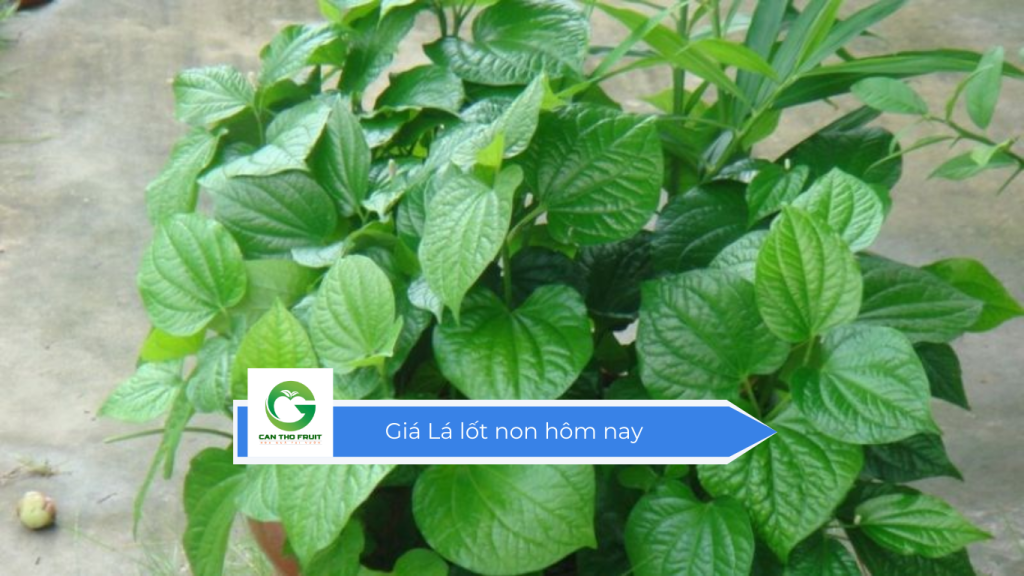 Giá lá lốt hôm nay
