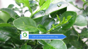 Giá lá chanh tươi hôm nay