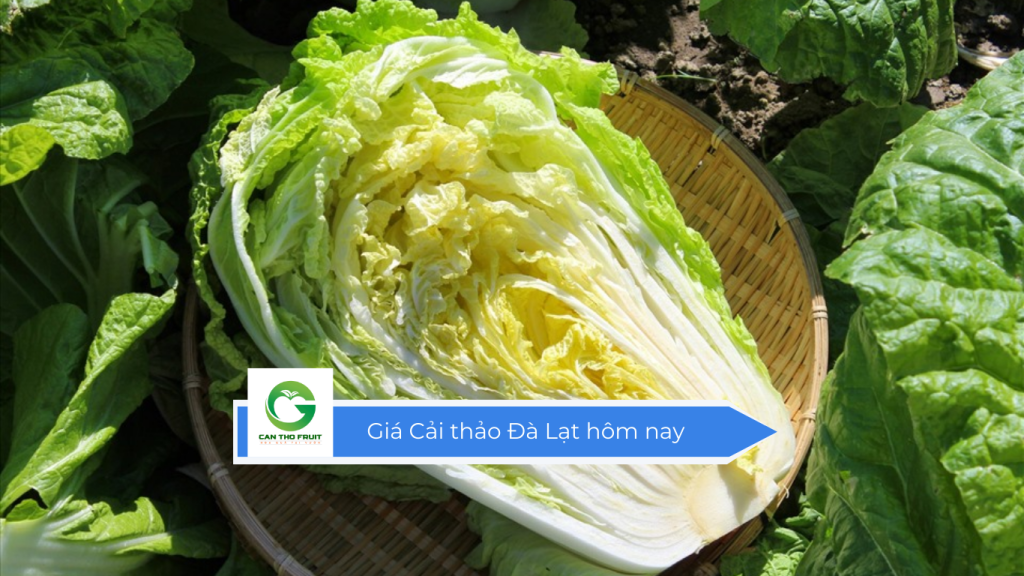 Giá cải thảo Đà Lạt hôm nay