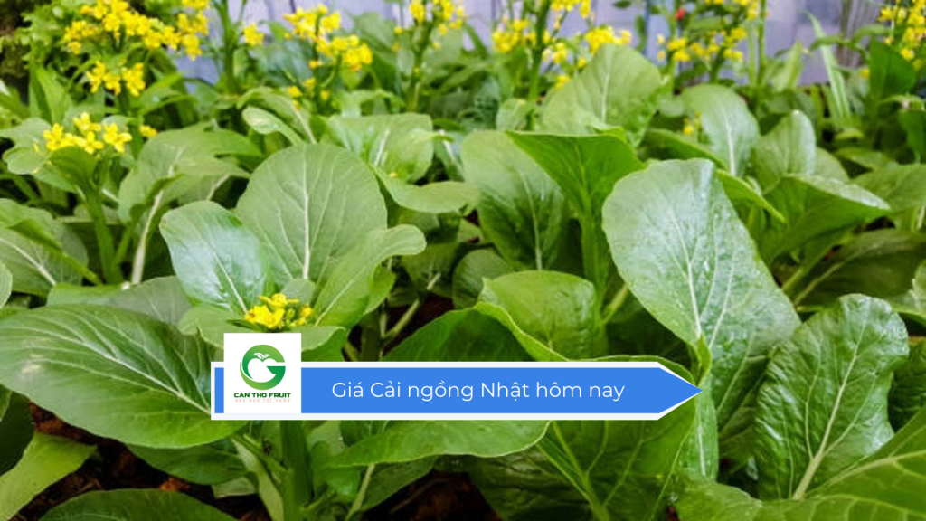 Giá cải ngồng Nhật hôm nay
