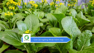 Giá cải ngồng Nhật hôm nay