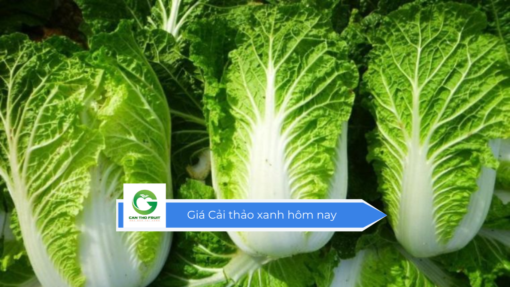 Giá cải thảo xanh hôm nay