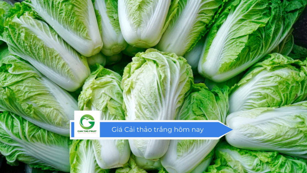 Giá cải thảo trắng hôm nay