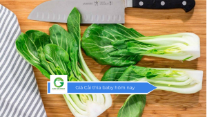 Giá cải thìa baby hôm nay