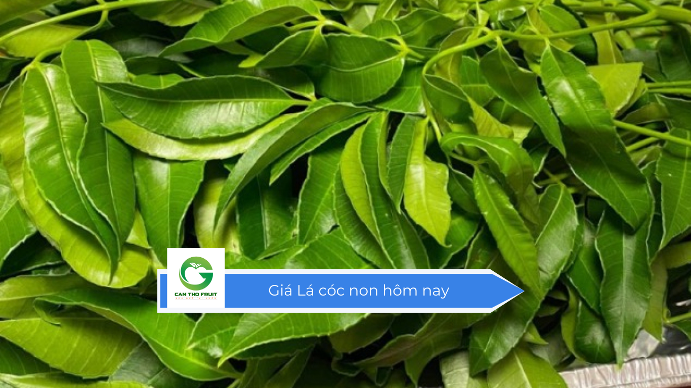 Giá Lá cóc non hôm nay - HOA QUẢ CẦN THƠ