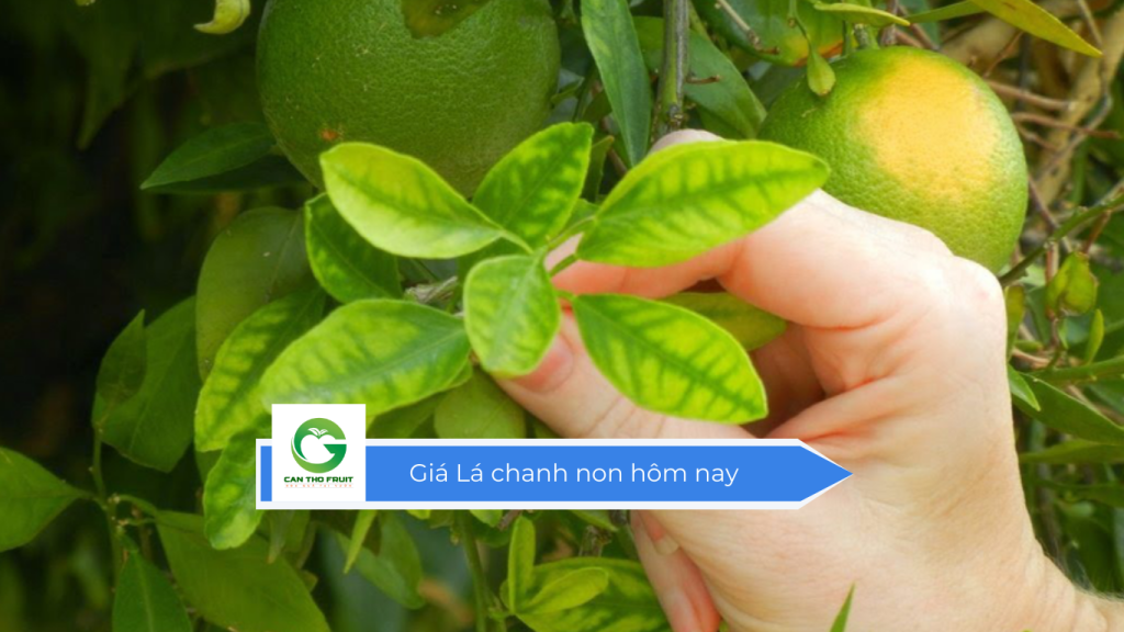 Giá lá chanh non hôm nay