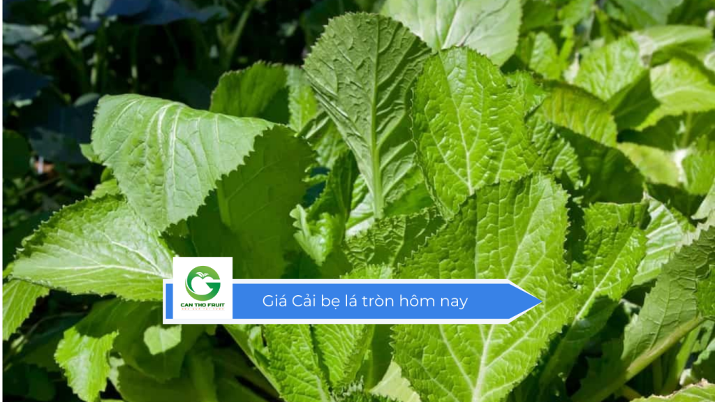 Giá cải bẹ lá tròn hôm nay