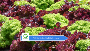 Giá xà lách sồi đỏ hôm nay