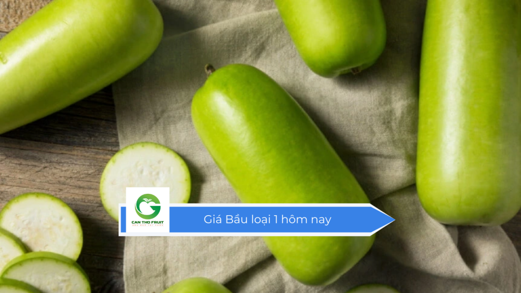 Giá Bầu loại 1 hôm nay