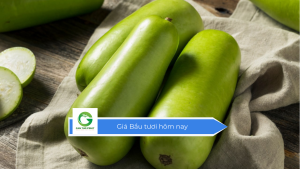 Giá Bầu tươi hôm nay