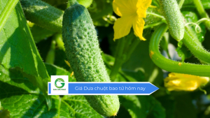 Giá Dưa chuột bao tử hôm nay