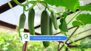 Giá Dưa chuột dại hôm nay