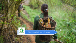 Giá Măng lưỡi lợn hôm nay