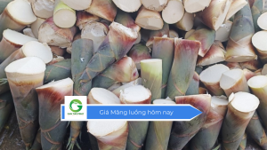 Giá Măng luồng hôm nay