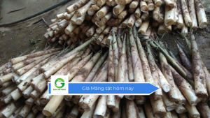 Giá Măng sặt hôm nay