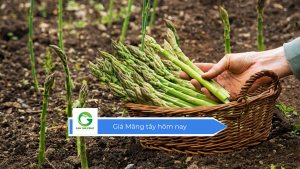Giá Măng tây hôm nay