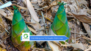 Giá Măng tre Tứ Xuyên hôm nay