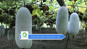 Giá bí đao phấn trắng hôm nay