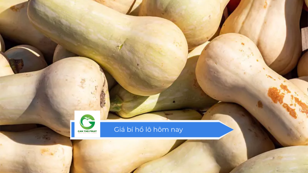 Giá bí hồ lô hôm nay