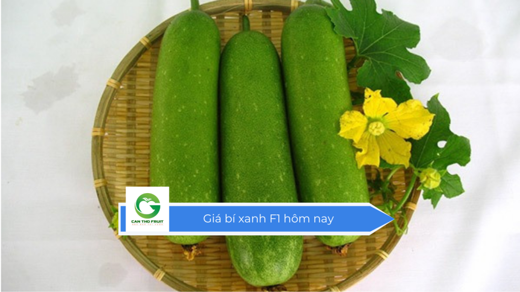 Giá bí xanh F1 hôm nay