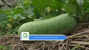 Giá bí xanh tươi hôm nay
