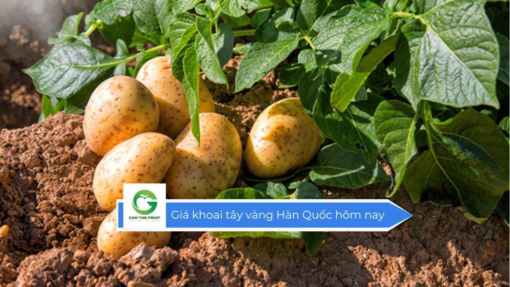 Giá khoai tây vàng Hàn Quốc hôm nay