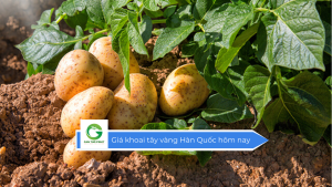 Giá khoai tây vàng Hàn Quốc hôm nay