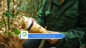 Giá măng rừng hôm nay