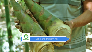 Giá măng tre hôm nay