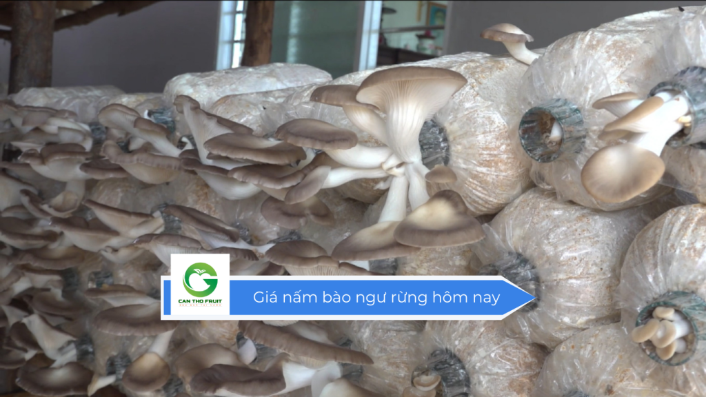 Giá nấm bào ngư rừng hôm nay