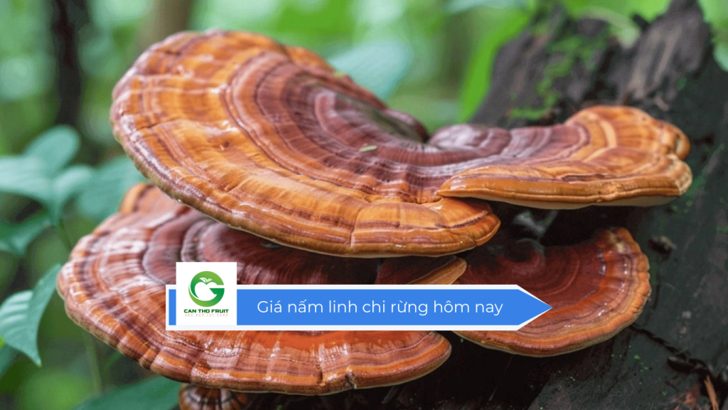 Giá nấm linh chi rừng hôm nay