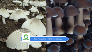 Giá nấm mối rừng hôm nay