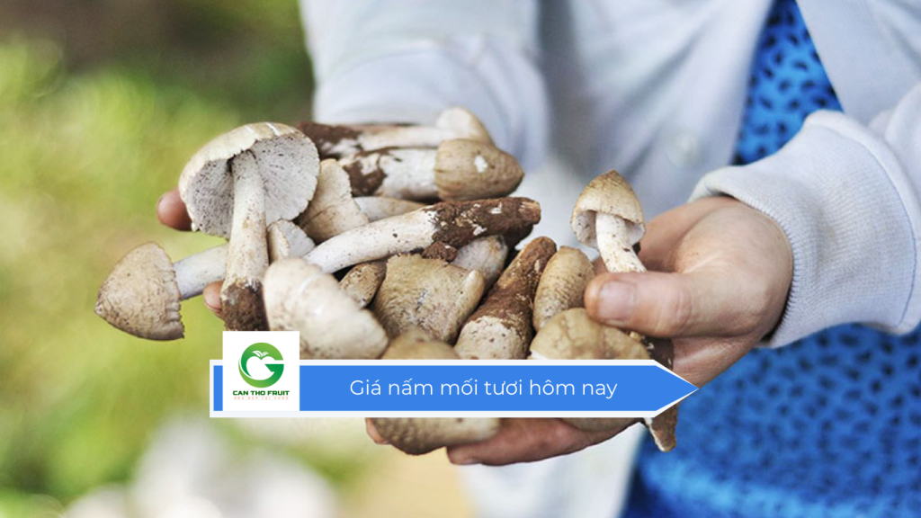 Giá nấm mối tươi hôm nay