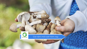 Giá nấm mối tươi hôm nay