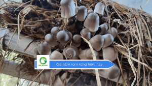 Giá nấm rơm rừng hôm nay