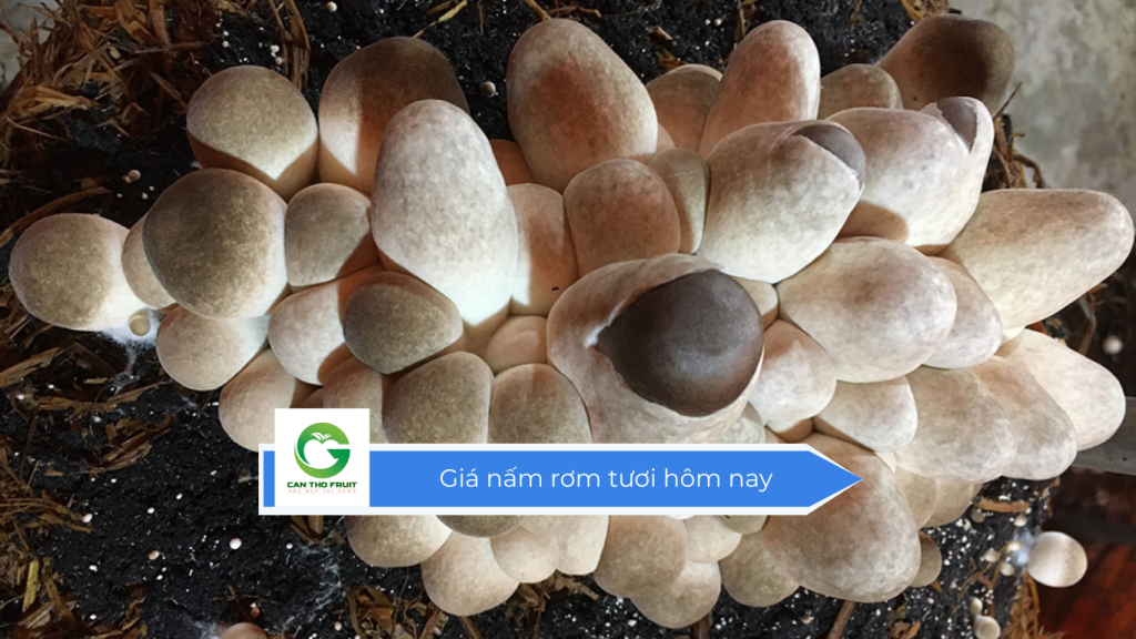 Giá nấm rơm tươi hôm nay