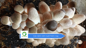 Giá nấm rơm tươi hôm nay