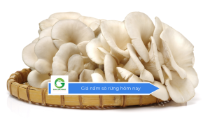 Giá nấm sò rừng hôm nay