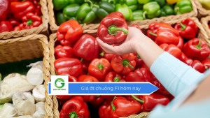 Giá ớt chuông F1 hôm nay