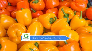Giá ớt chuông vàng hôm nay
